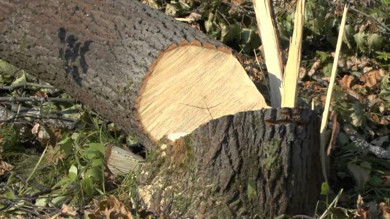 За незаконную вырубку деревьев заведено 5 уголовных дел в отношении подрядчиков в Актобе
