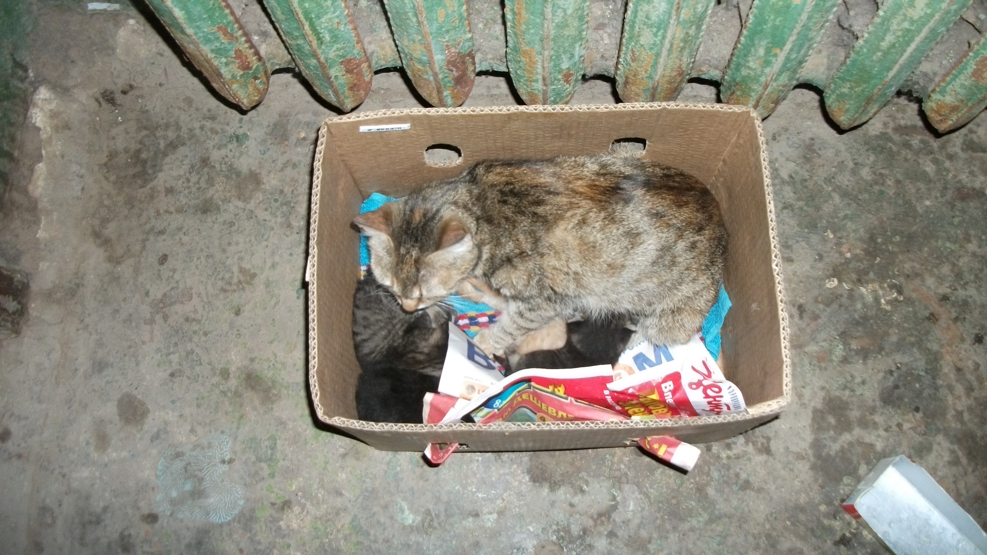 Поймать сбежавшего кота. Котенок в подвале. Бездомные котята в коробке. Бездомные котята в подъезде. Котенок в подъезде.